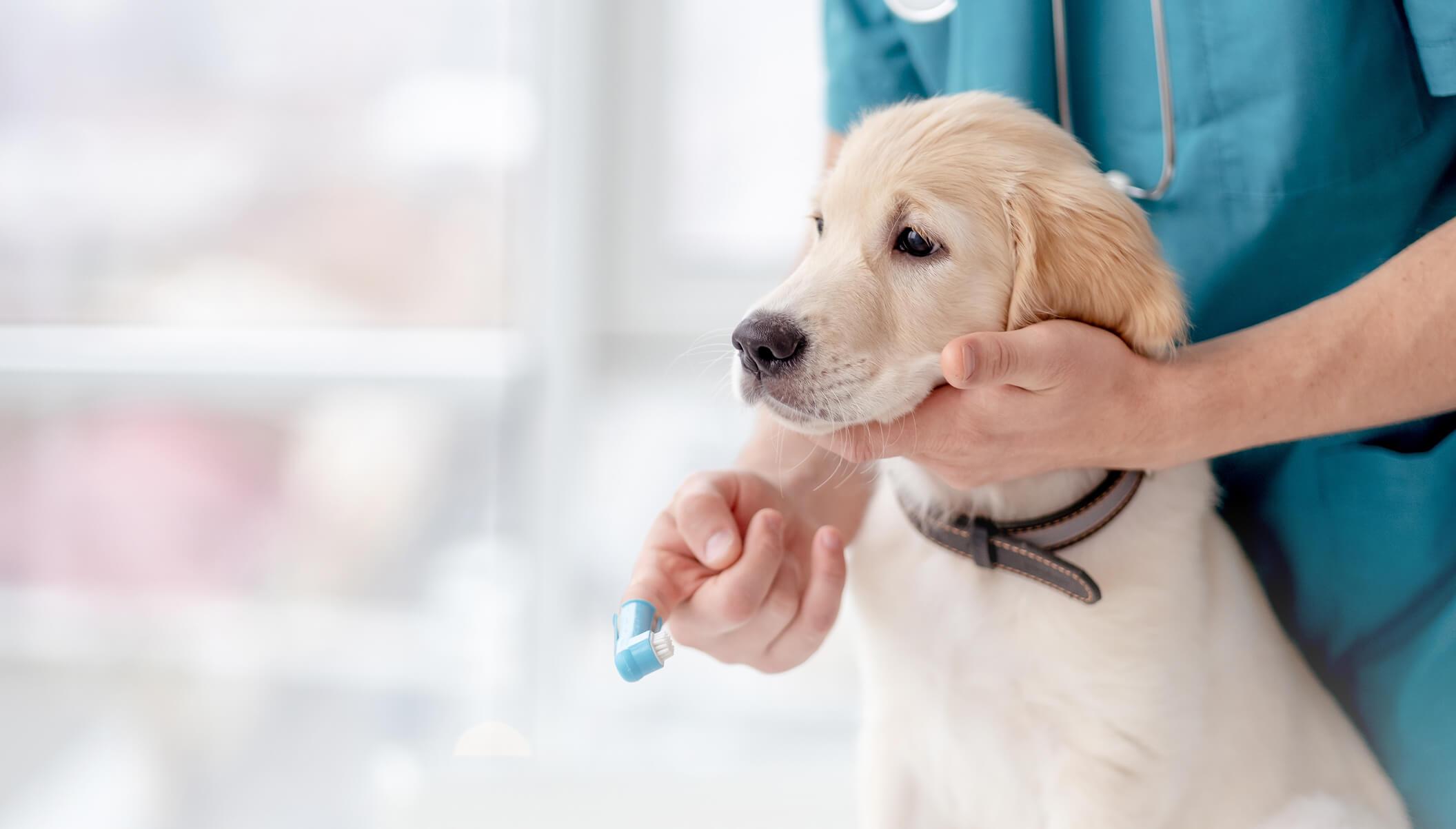Benefits and When CryoLab® Vet May Be Recommended