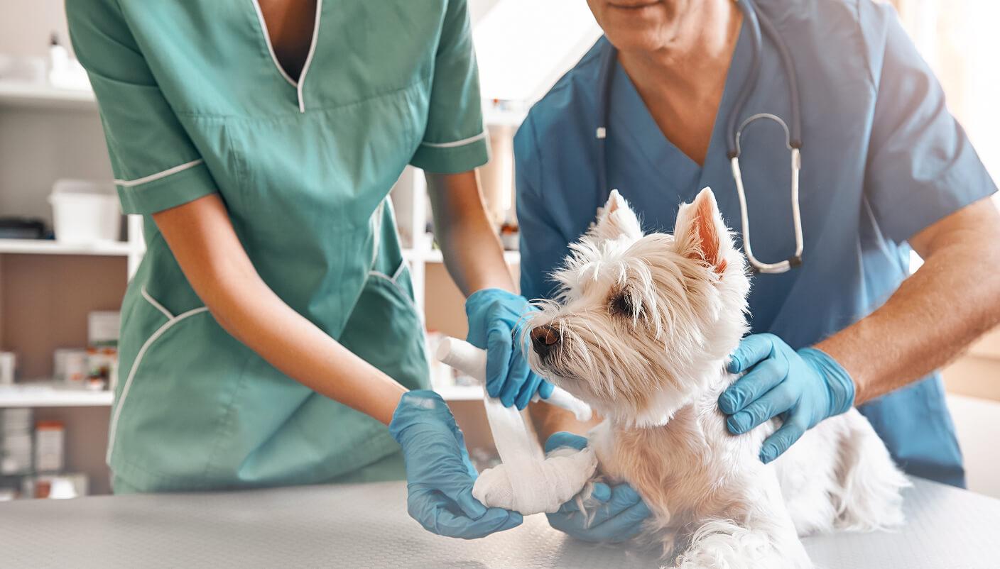 Workflow Support and What This Means for Pet Owners