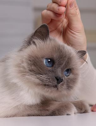Acupuncture
