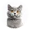 paw