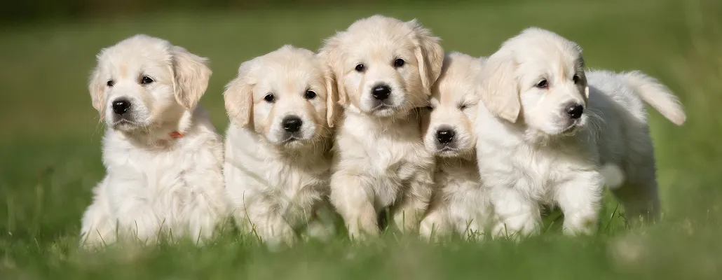 So You Want to Breed Your Dog?