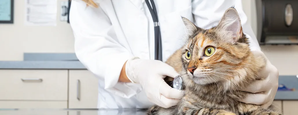 Heartworm 101 for Dogs and Cats