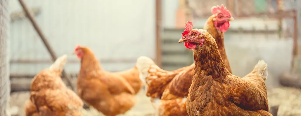 Urgent Update: Highly Pathogenic Avian Influenza (HPAI)