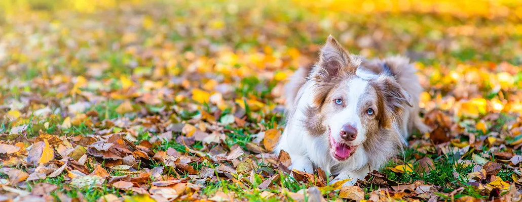 Things to Do With Your Dog This Fall