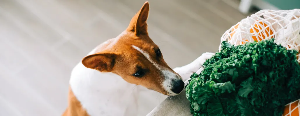Is a Vegetarian Diet Healthy for Dogs?