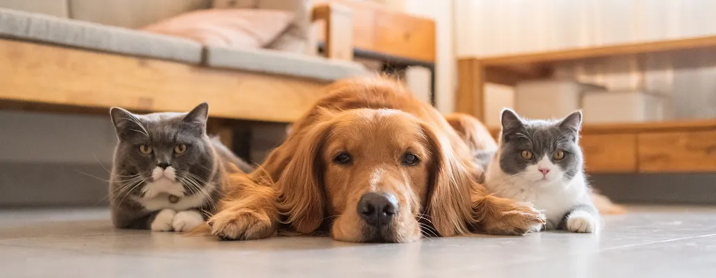 Vital Pet First Aid Tips To Help Keep Your Pet Healthy And Safe