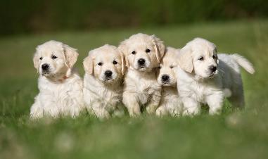So You Want to Breed Your Dog?