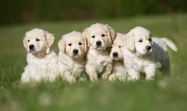 So You Want to Breed Your Dog?