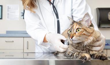 Heartworm 101 for Dogs and Cats