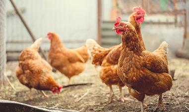 Urgent Update: Highly Pathogenic Avian Influenza (HPAI)