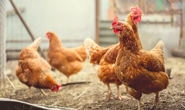 Urgent Update: Highly Pathogenic Avian Influenza (HPAI)