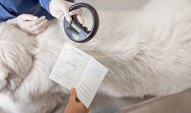 Pets With A Microchip Make Their Way Home