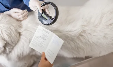 Pets With A Microchip Make Their Way Home