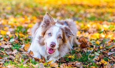 Things to Do With Your Dog This Fall