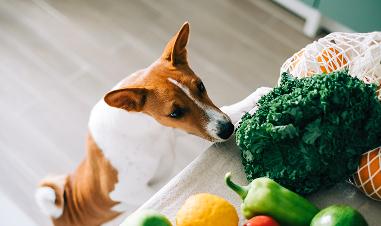 Is a Vegetarian Diet Healthy for Dogs?