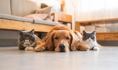 Vital Pet First Aid Tips To Help Keep Your Pet Healthy And Safe
