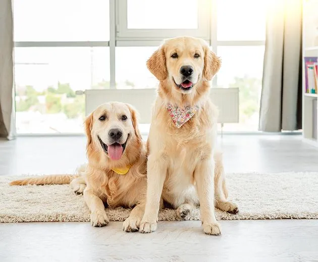 Canine reproductive services at Blue Sky Animal Hospital
