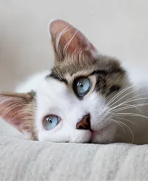 pet