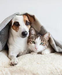 pet