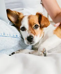 pet