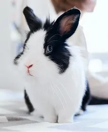 pet
