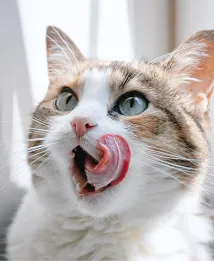 pet