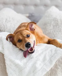 pet