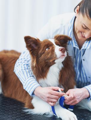 Companion Laser Duo Therapy