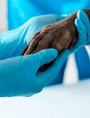 CryoLab® Vet Cryosurgery