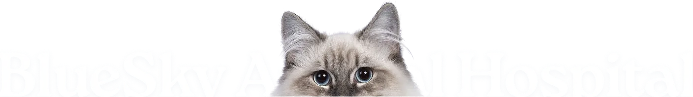 BlueSky Animal Hospital