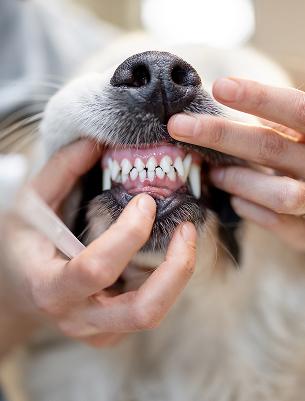 Dental Care & Teeth Cleaning