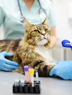 Diagnostic Lab Testing