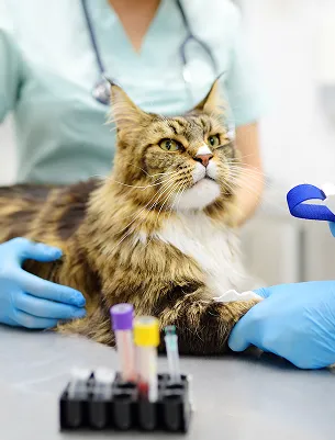 Diagnostic Lab Testing