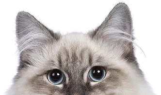 Pet care
