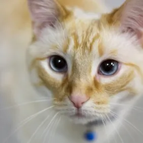 Linus