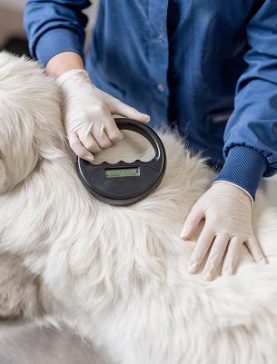 Microchipping