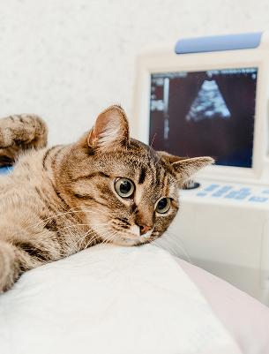 Ultrasound