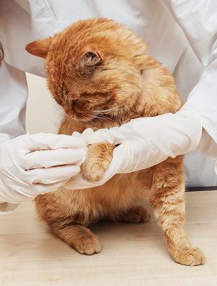 Urgent Care