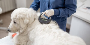 A Fluffy Dog Being Scanned At The Vet For A Microchip