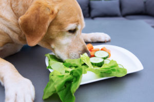 Read more about the article Is a Vegetarian Diet Healthy for Dogs?