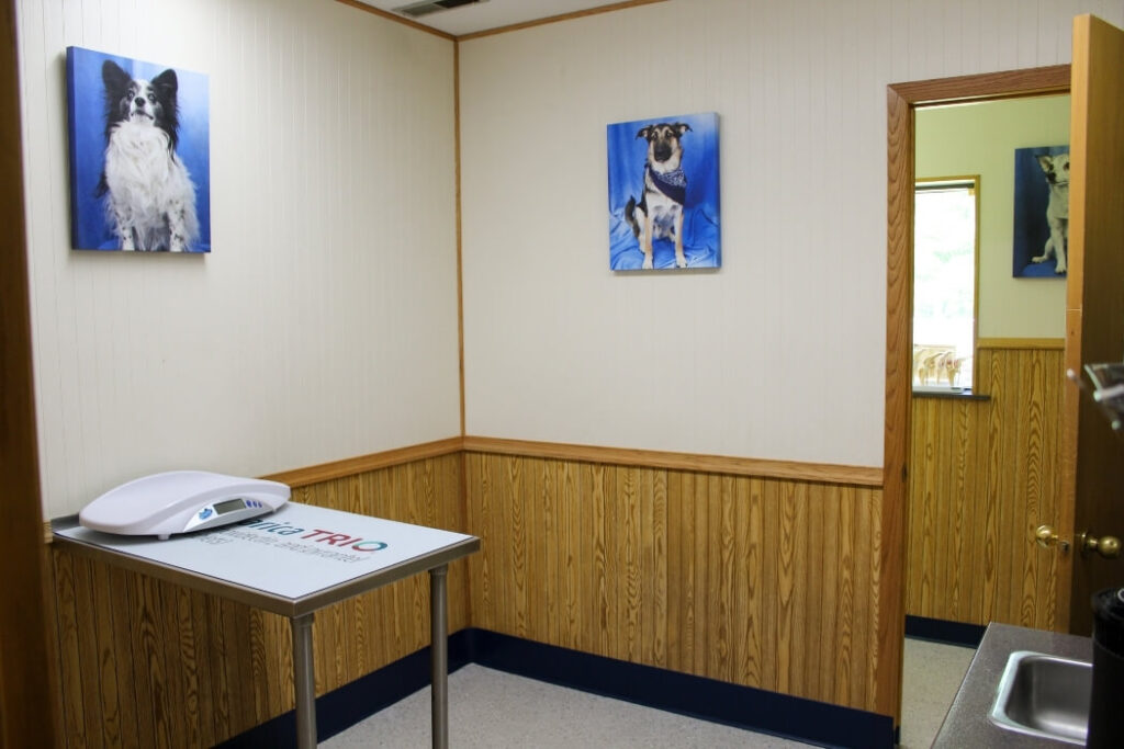 Veterinary Exam Room