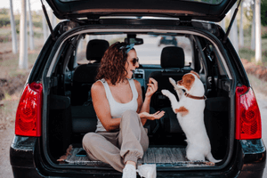 Read more about the article Pet Travel Safety Tips