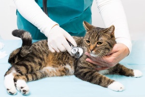 Read more about the article Heartworm 101 for Dogs and Cats