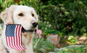 Read more about the article The Dogs of 9/11
