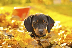 Small Dog Peeking Out of Leaves